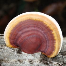 Les terpènes du Reishi : composés aux nombreux bienfaits