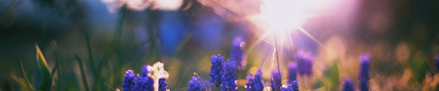 allergie vitalpilze hifas da terra