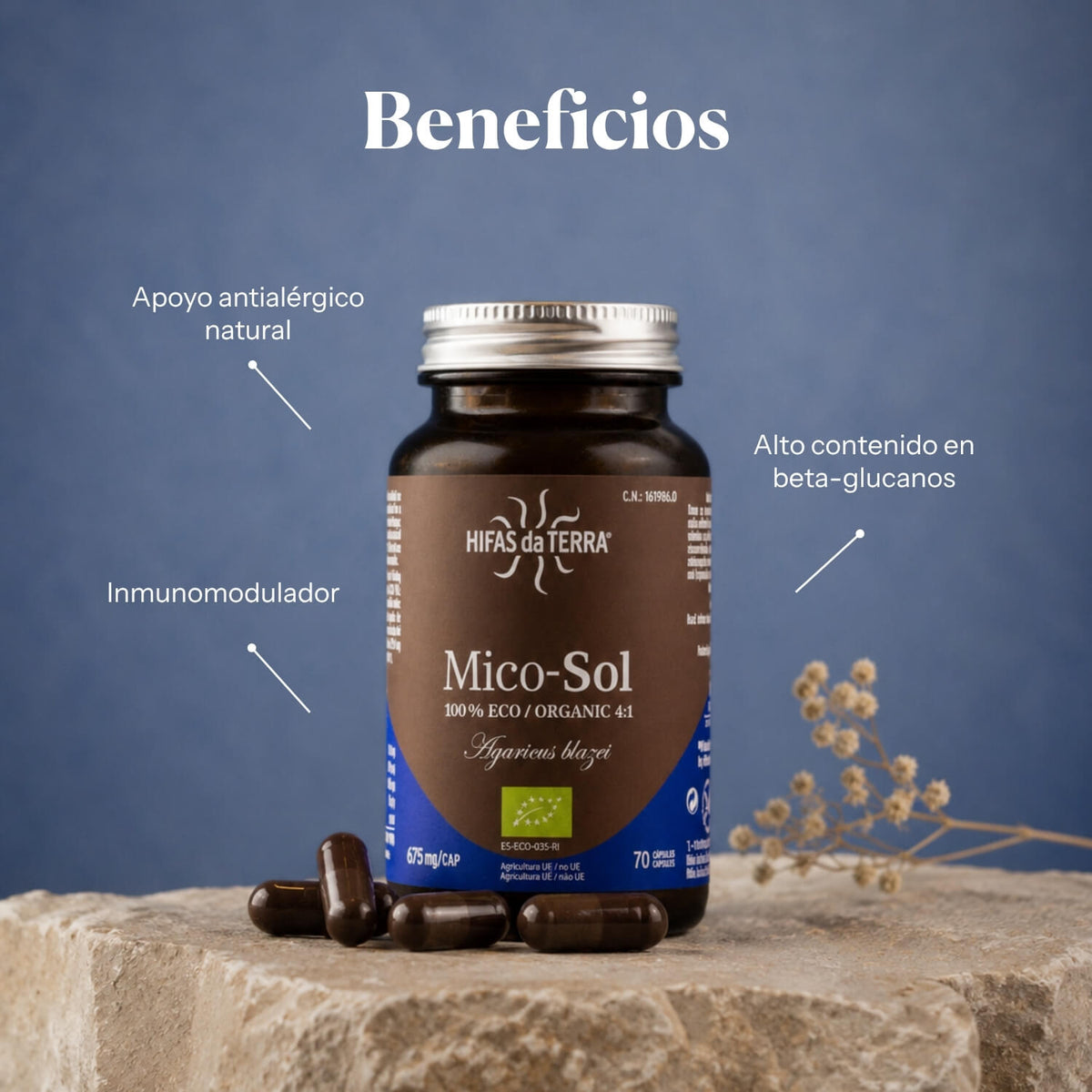 Beneficios de Mico-Sol: extracto de Agaricus blazei Murill (Champiñón del sol) | Hifas da Terra