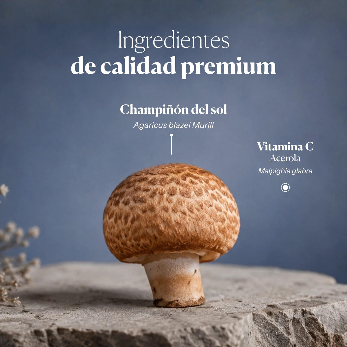 Composición e ingredientes de Mico-Sol | Hifas da Terra