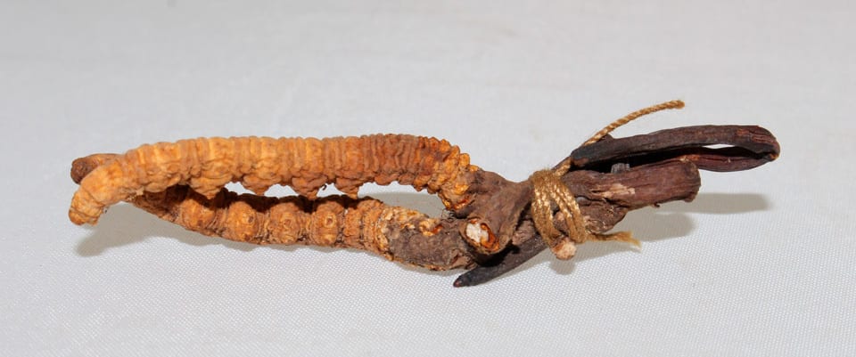 10 apuntes imprescindibles sobre las propiedades de Cordyceps sinensis