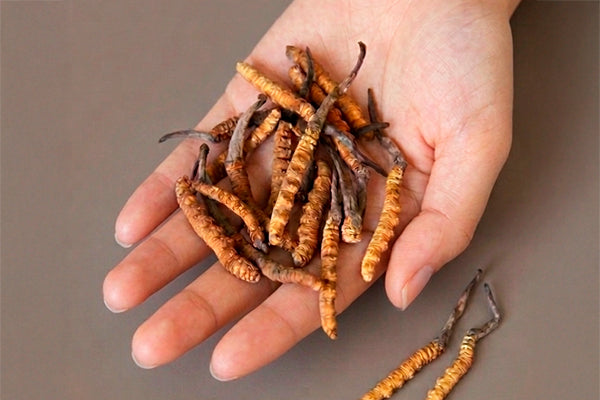 Cordyceps sinensis vs. Cordyceps militaris: por qué el origen y la certificación marcan la diferencia