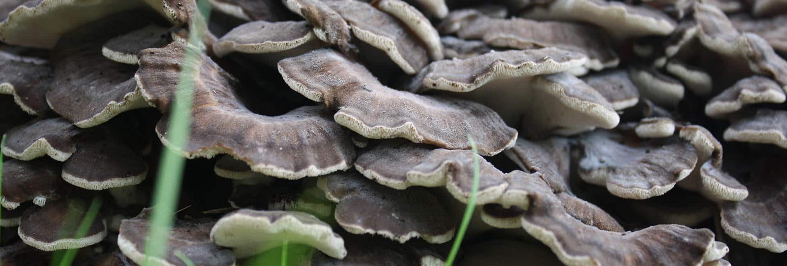 Maitake hifas da terra