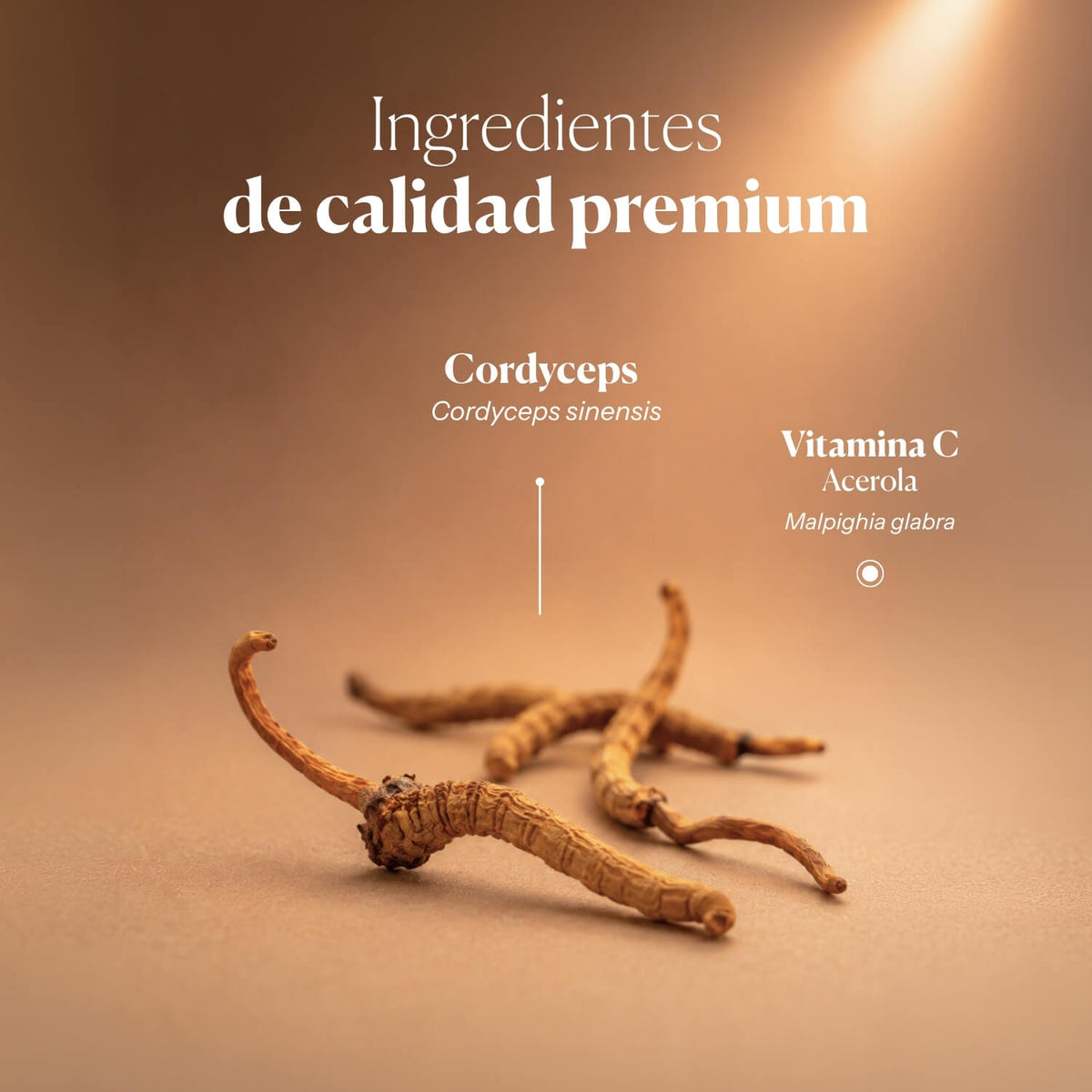 Composición e ingredientes de Mico-Cord | Hifas da Terra