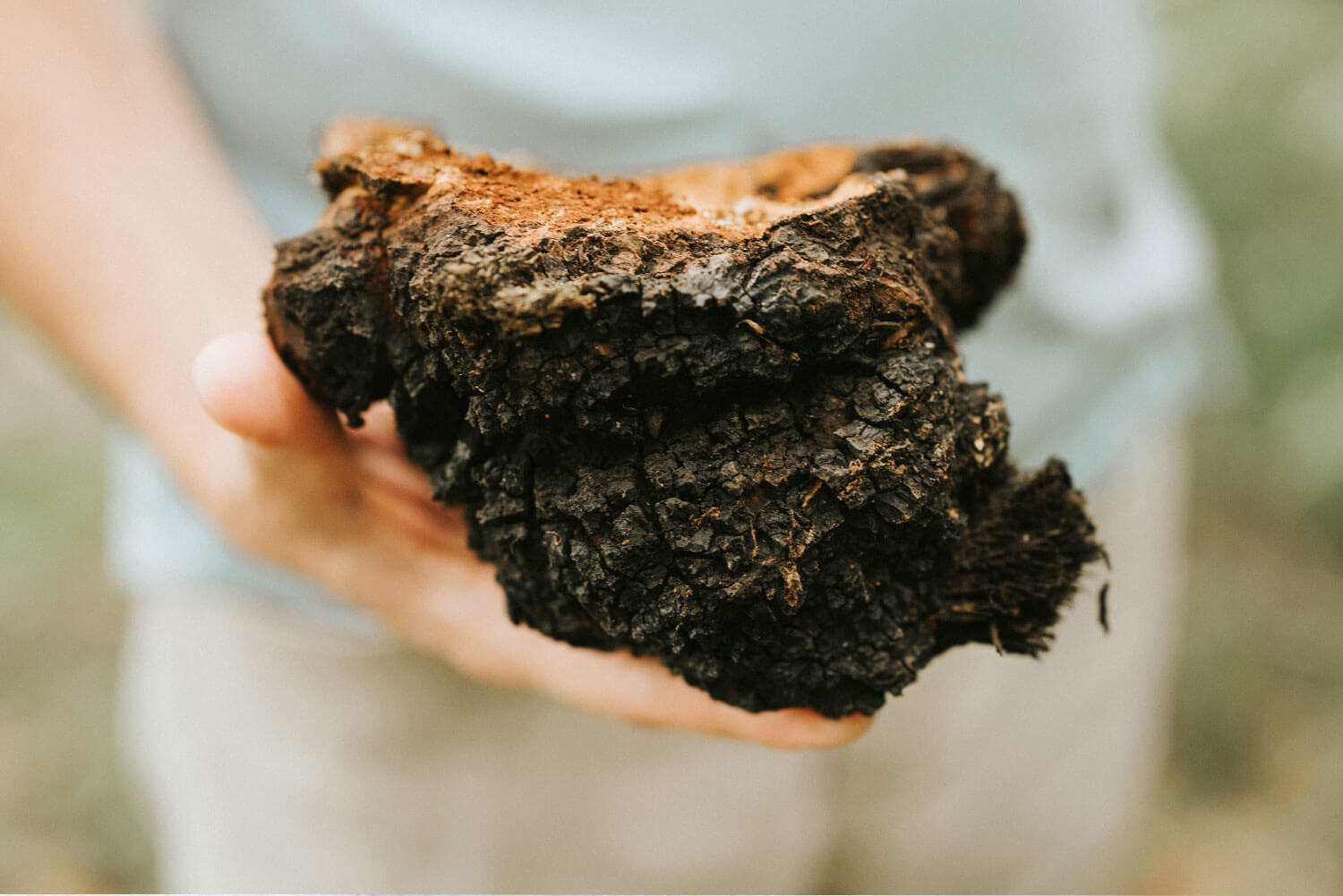 Chaga Inonotus Obliquus